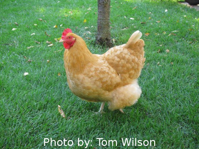 Buff Orpington roo over White Leghorn hen