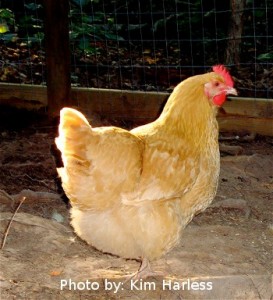 7 Reasons To Raise Chickens - Murray McMurray Hatchery Blog