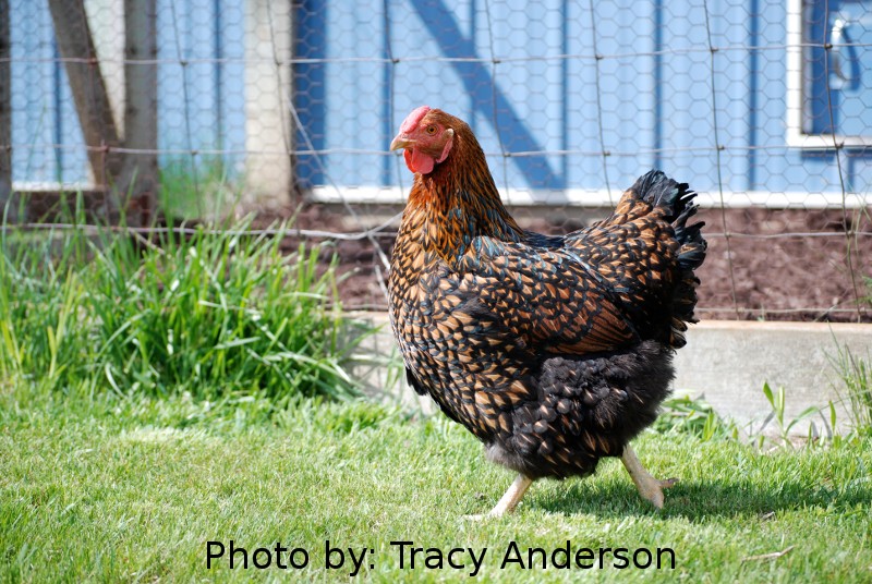 Golden Laced Wyandotte Hen - Mcmurray Hatchery Blog