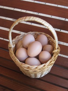 Chicken Eggs