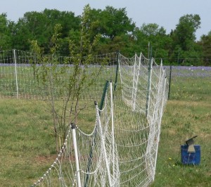 Electric Chicken Fence