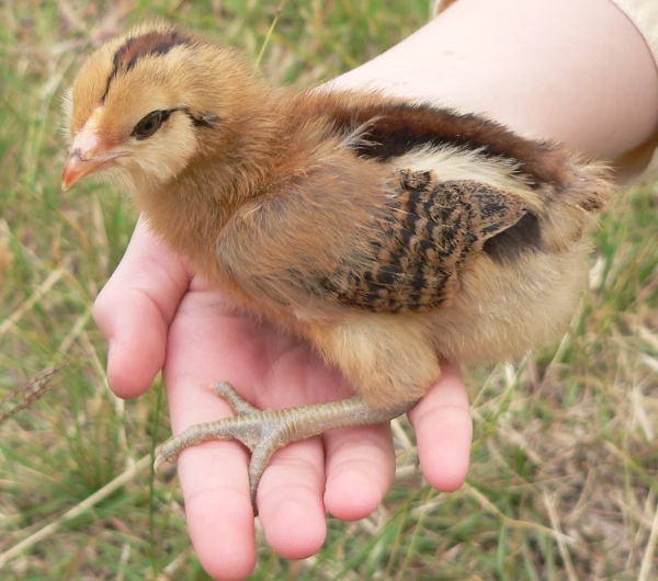 Americana - McMurray Hatchery Blog