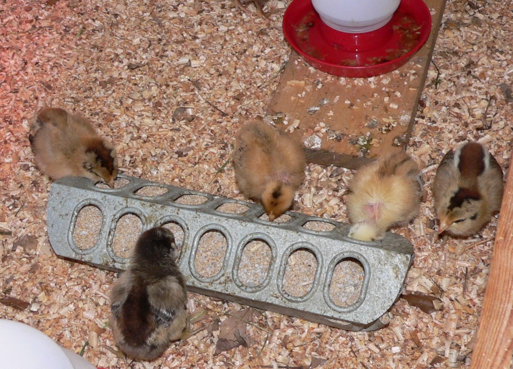 Baby chicks feeding at the feeder