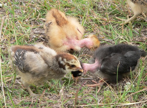 Chicks Foraging - McMurray Hatchery BlogMcMurray Hatchery Blog