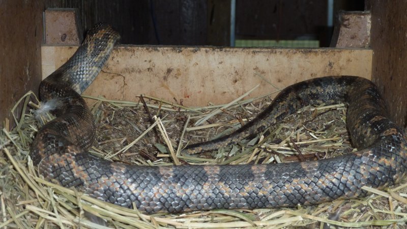 Snake In the Nest