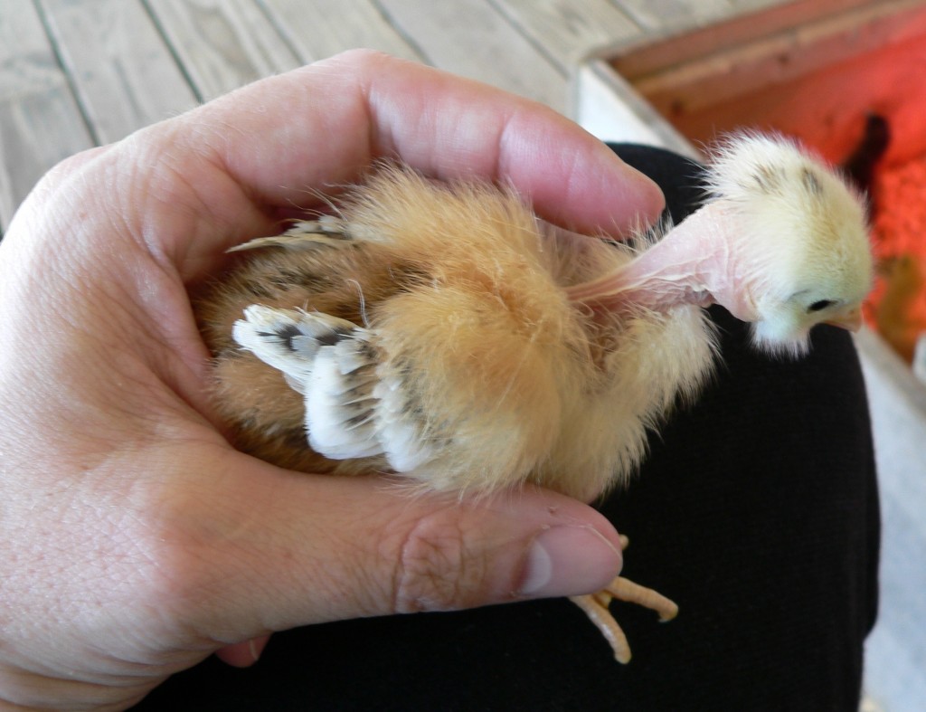 Turken wing feather development - McMurray Hatchery BlogMcMurray ...