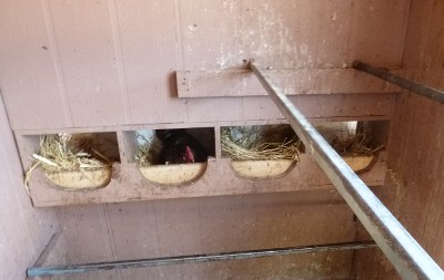Inside Chicken Coops