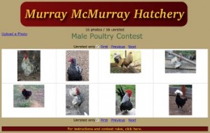 Male Poultry Photo Contest - Rate the Finalists