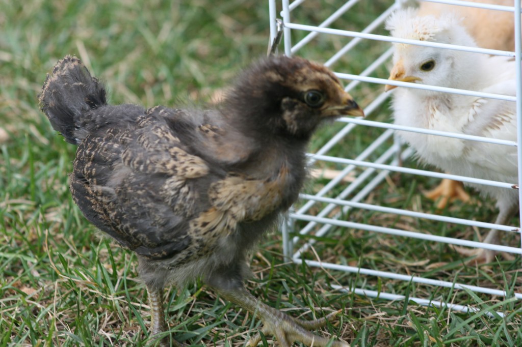araucana_americana_2wksb