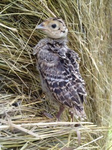 Pheasant - 2 Weeks Old