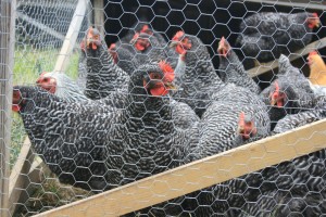 Chickens in the Mobile Coop