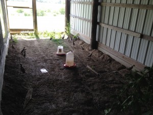 Pheasants Running