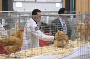 Judging the Poultry entrants