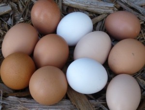 Assorted Chicken Eggs
