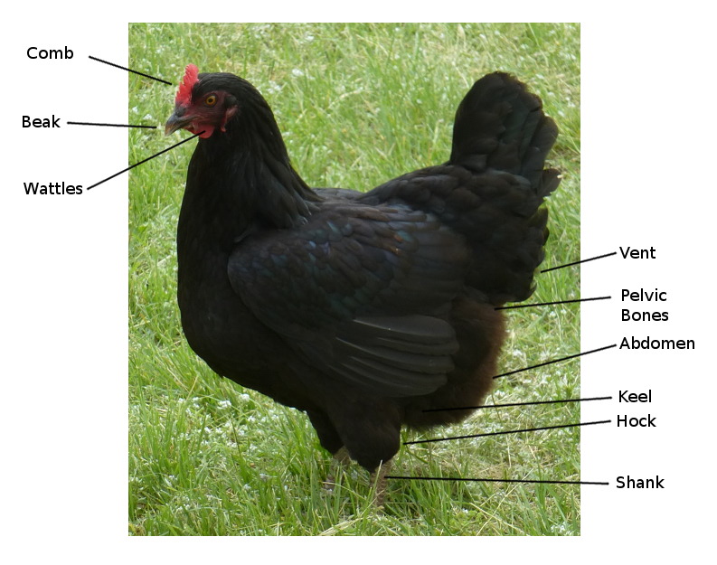 chicken-anatomy