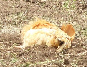 Chicken Taking a Dust Bath