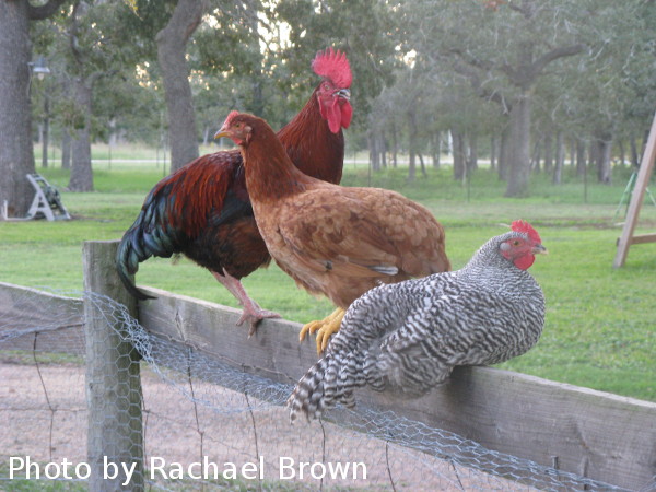 Chickens roosting on fence