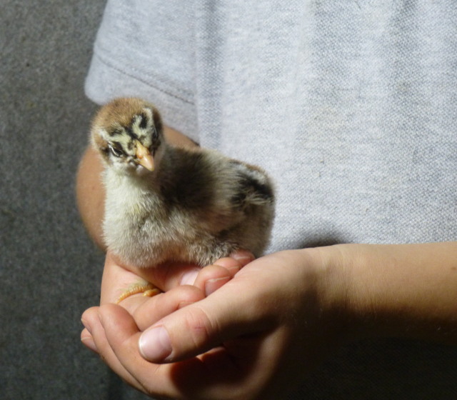 raising-backyard-chickens-101-the-evergreen-acre