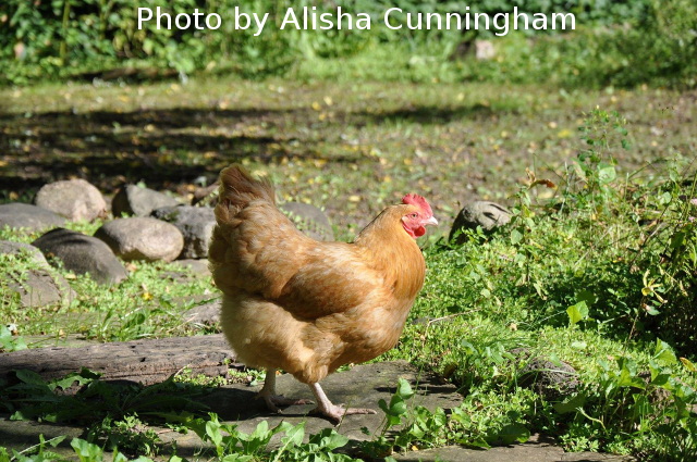 Keeping chickens cool