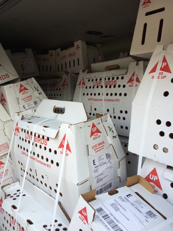 We load the boxes of chicks in our air-conditioned van and drive them to the postal center by the airport.