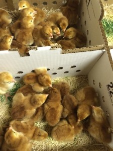 new chicks from McMurray Hatchery
