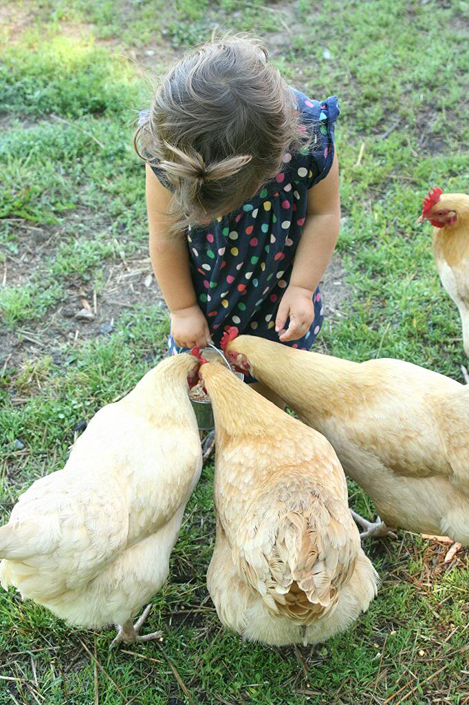Safe Table Scraps For Your Chickens McMurray Hatchery BlogMcMurray