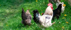 Tips to Help Your Chickens Stay Cool This Summer