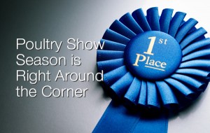 Poultry Show Season is Right Around the Corner