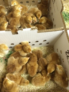 Murray McMurray Hatchery | Baby Chicks