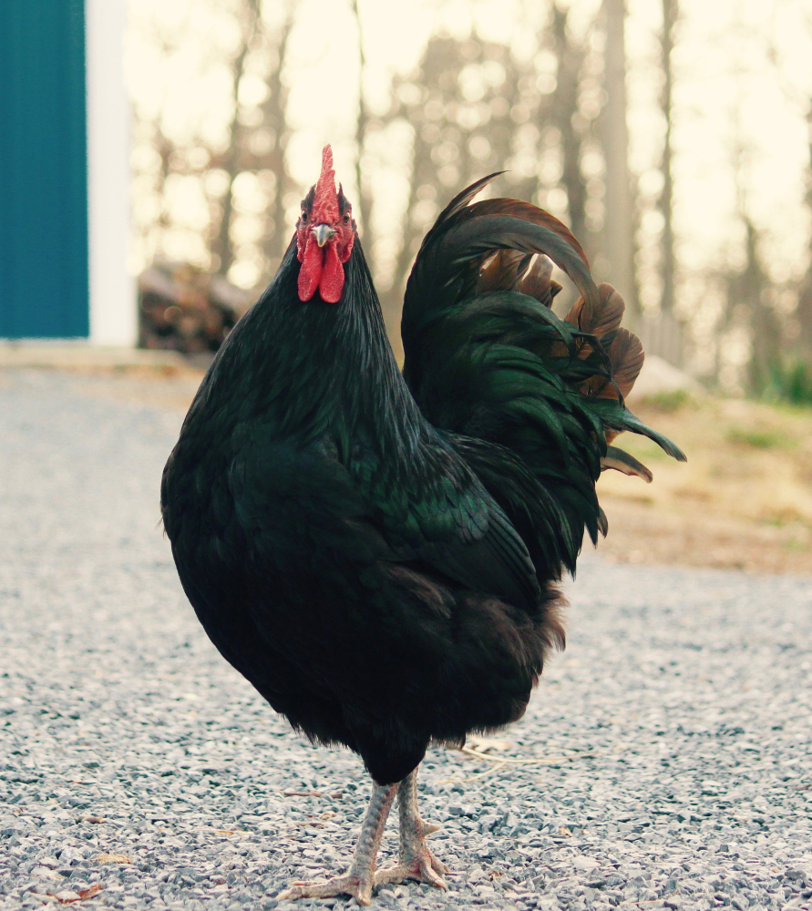 new jersey black giant chickens