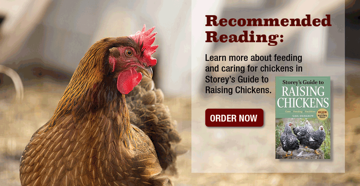 RECOMMENDED READING: Guided to Raising Chickens