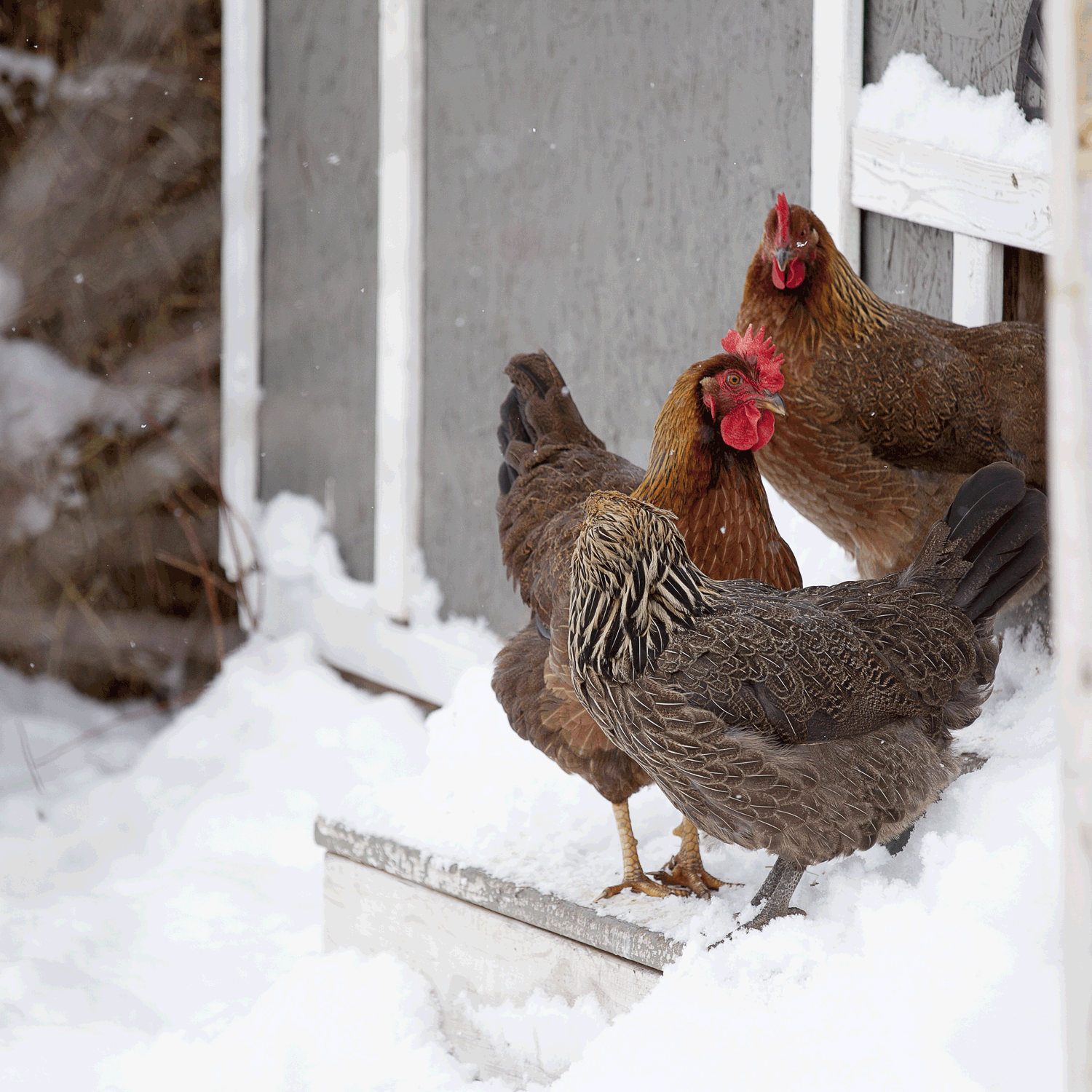 McMurray Hatchery | Top 10 Tools for Cold-Weather Coops