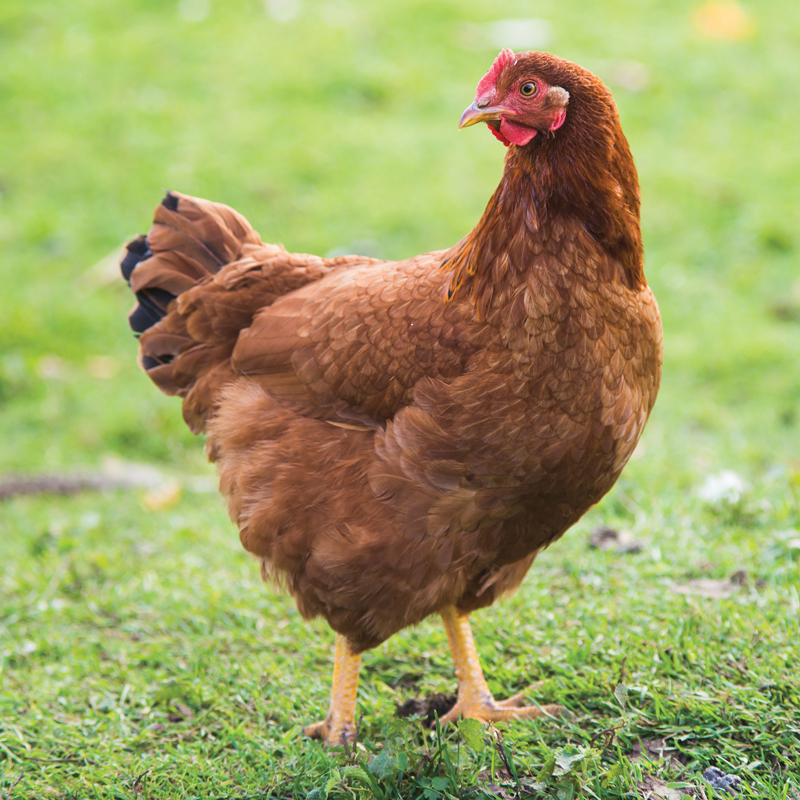 Best Breeds When Raising Pastured Poultry - Murray McMurray Hatchery Blog