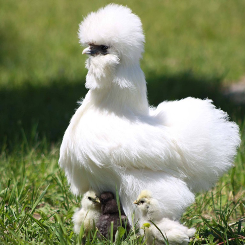 McMurray Hatchery - Feather-footed Bantam Chicks - Silkies