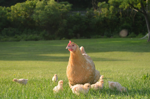 McMurray Hatchery - Buff Orpington