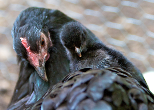 McMurray Hatchery Cochin Hen and Chick