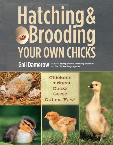 McMurray Hatchery - Hatching and Brooding Your Own Chickens