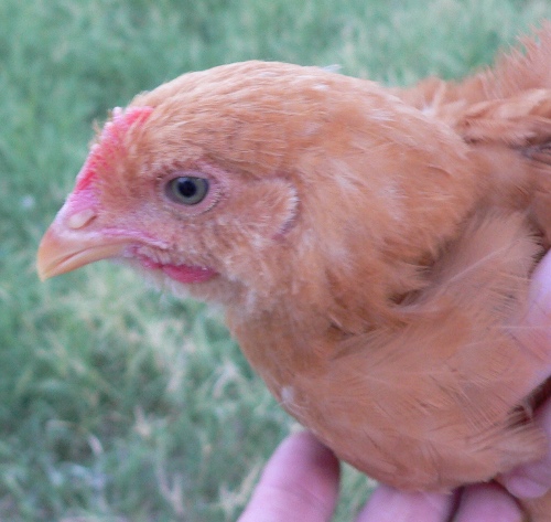 Raising Chickens for Our Home Flock, Day 34 - Murray McMurray