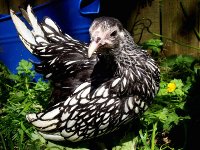 Sebright Bantam Chicken | Raising Chickens for the State Fair