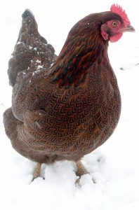 Winter Chicken, photo by Wendy Weinacker
