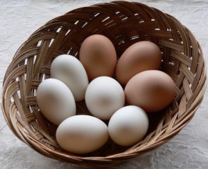 Duck and Chicken Eggs