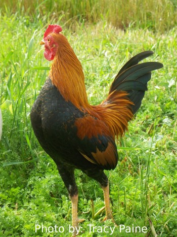 Rare Breeds of Chickens - Murray McMurray Hatchery Blog