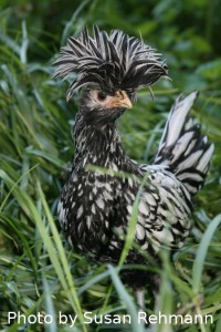 At What Age Will My Chickens Start Laying? - Murray McMurray Hatchery Blog