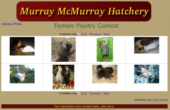 Female Poultry Photo Contest Now Open - Murray McMurray Hatchery Blog