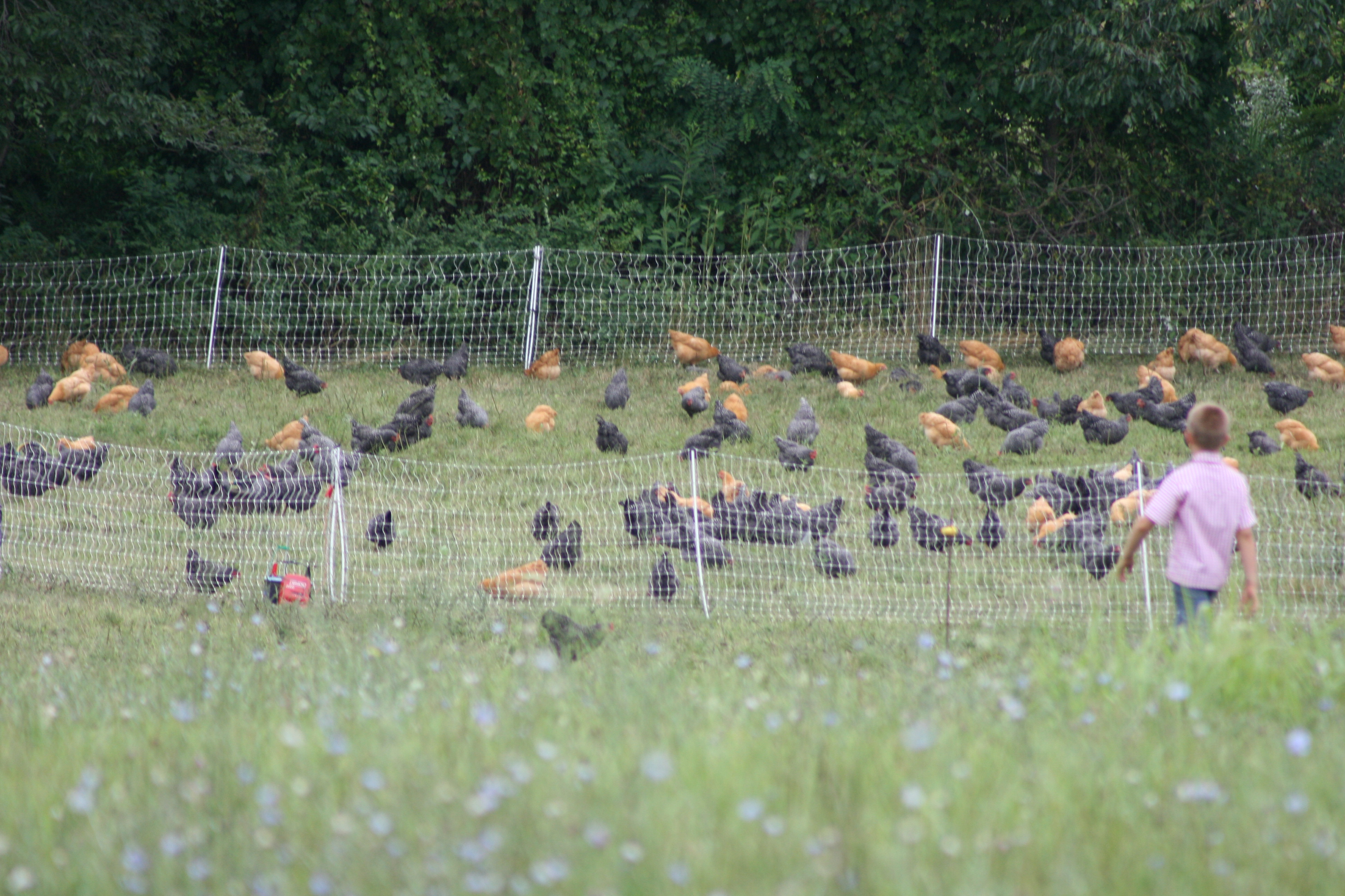 Best Breeds When Raising Pastured Poultry