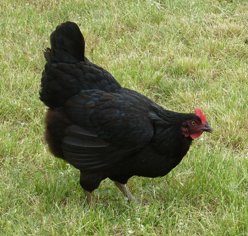 Which Of My Hens Are Laying? - Murray Mcmurray Hatchery Blog