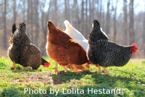 Free Ranging Chickens