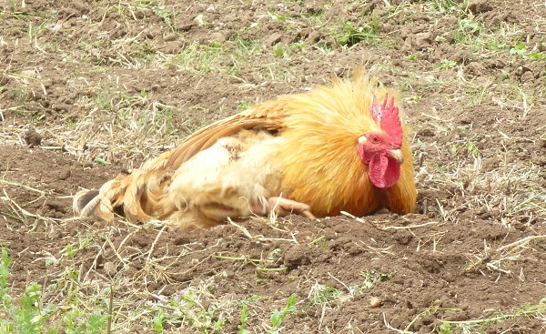 Chicken Dust Baths