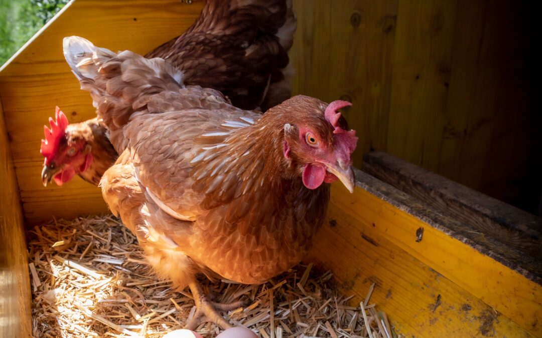 Why Do Chickens Eat Their Own Eggs?