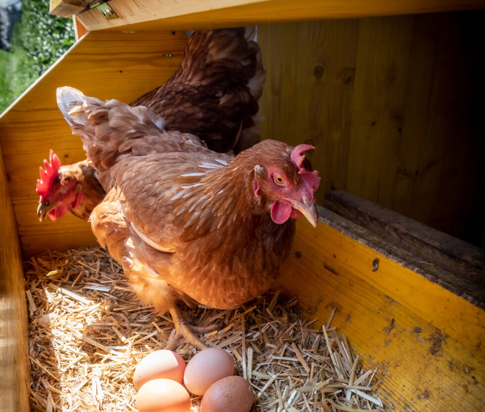 Why Do Chickens Eat Their Own Eggs? McMurray Hatchery Blog